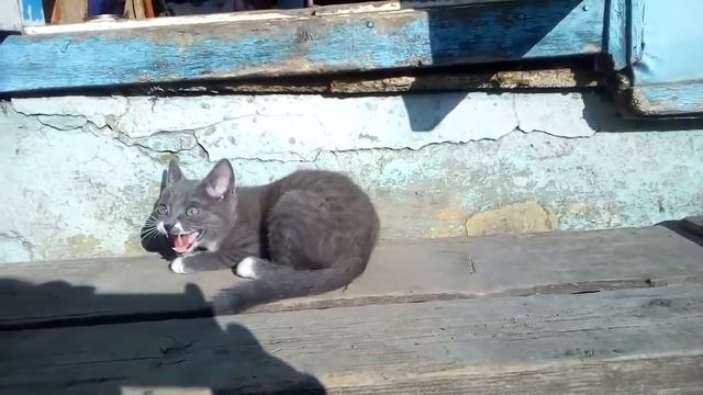 Кот чирикает смотреть онлайн