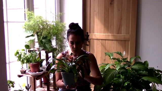 Comment entretenir votre Bromelia Guzmania смотреть онлайн