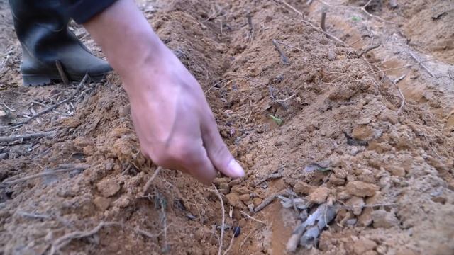 Growing corn, Grow peanuts, Grilled river mussels with onion fat смотреть онлайн