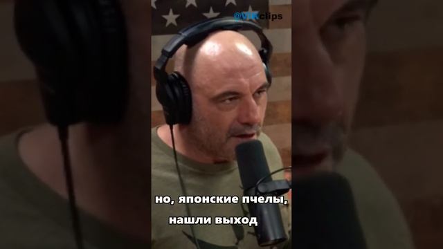 Японские пчелы убивают шершней!