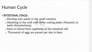 Hookworms: Ancylostoma duodenale & Necator americanus | Hookworm, Causes, Diagnosis & Treatment