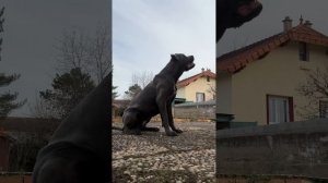 Дрессировка кане корсо (послушание) #canecorso #bigdog #dog #кане #канекорсо