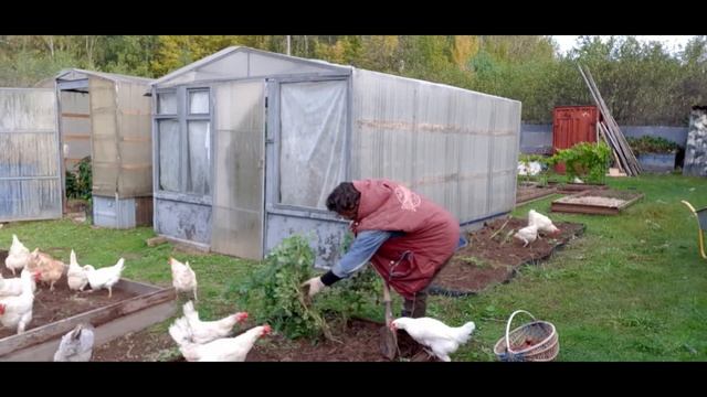 курятник на даче !!!??? / цыплят по осени считаем смотреть онлайн