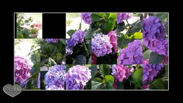 Fioritura Ortensie