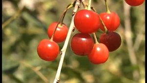 К вишне относиться нужно бережно