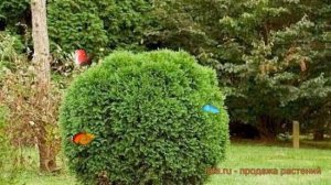 Туя западная Ховейи (thuja occidentalis hoveyi) ? туя Ховейи обзор: как сажать саженцы туи Ховейи