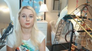 НОВЫЙ ПИТОМЕЦ В ДОМЕ | ПЕРВЫЕ ДНИ | АДАПТАЦИЯ | КАРАНТИН | ПРИРУЧЕНИЕ ПОПУГАЯ