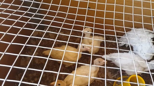 Индюшата белая широкогрудая смотреть онлайн