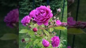 Розы?самые лучшие сорта плетистых роз