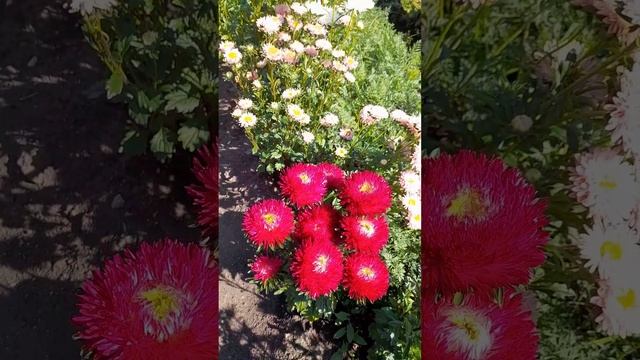 Королева осеннего сада. Астра в цвету.