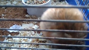 Хомяк делает гнездо Беременность хомяка Размножение хомяков Сирийский хомячок видео Видео про хомяк