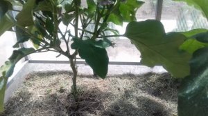 Формирование баклажан в теплице и открытом грунте