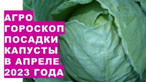 Агрогороскоп посева семян капусты на рассаду и посадки рассады капусты в апреле 2023 года