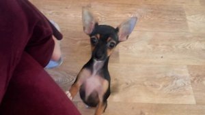 Той-терьер ест! Смешная собака!  Габби и морковка!