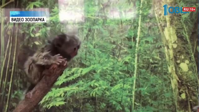 Игрунка учится летать смотреть онлайн