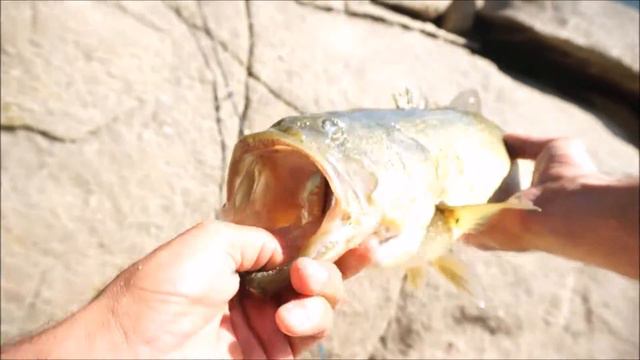 Окунь=Black Bass смотреть онлайн