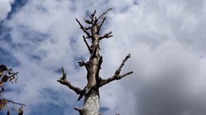 КОЛОНОВИДНЫЕ ЯБЛОНИ ЗАВАЛИЛИ УРОЖАЕМ! Правила обрезки колоновидных яблонь! 13 живых примеров обрезки