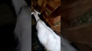 Вздутие живота у коз