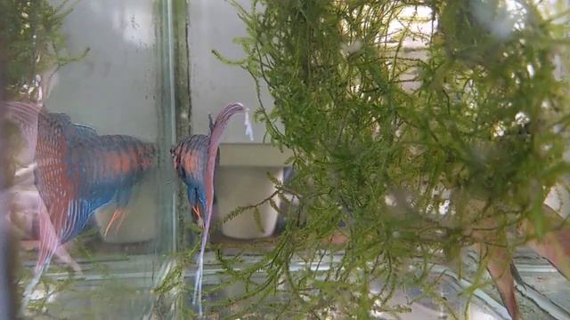 Beautiful Macropodus ( Opercularis Vs. Ocellatus)