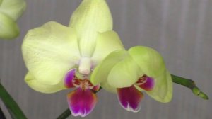 СОРТОВАЯ ОРХИДЕЯ LimeLight / Лаймлайт / Спасение. Наращивание корней.