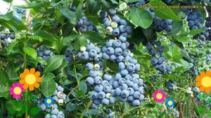 Голубика высокорослая Беркли. Краткий обзор, описание характеристик vaccinium corymbosum Berkeley