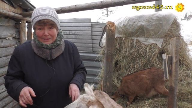 Козы в саду. Хлопоты, расходы и - выгода смотреть онлайн