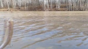 Открыл сезон на открытой воде. Плота порадовала своим клёвом.