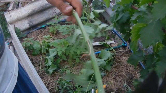 Зеленая прививка винограда (самая простая прививка винограда) смотреть онлайн