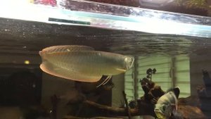 Арована в аквариуме на 1100 литров