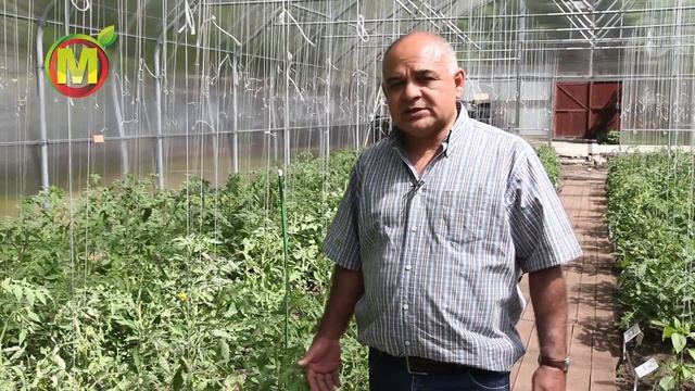 Простой способ увеличить завязываемость плодов.