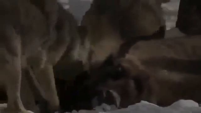 Full Documentary Radioactive Wolves Of Chernobyl Scary Mutations Documentary HD смотреть онлайн