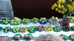 ЛПХ Макаревич. Обзор плодовых . Август. День открытых дверей.