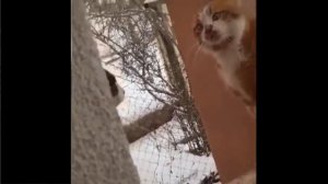 Кошки Видео Улыбнись #24