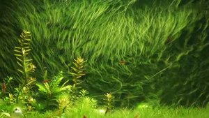 Aquarium with filamentous algae  /  Аквариум с нитчатыми водорослями