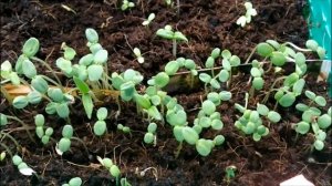 ВЫРАЩИВАЕМ РАССАДУ ЦИННИИ .. СЕЕМ СЕМЕНА НА РАССАДУ.