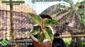 AGLONEMA RUMPUN MURAH? DISINI TEMPATNYA.. 20 RIBU SUDAH DAPAT RIMBUN SIAP PAJANG | AGLONEMA MURAH