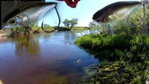 Strike Pro Cranky 40 как Воблер на Голавля. Фаворит или жалкое подобие Jackall Chubby 38.