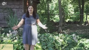 Лучшие сорта хосты для средней полосы - ограждения и опоры для растений ???️??