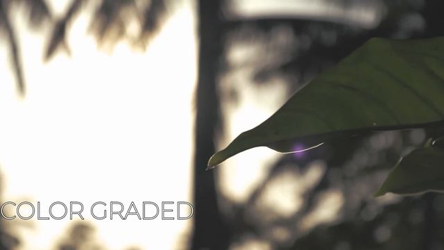 CANON 250D/SL3 COLOR GRADING TEST (ft. Canon EF-S 18-55mm f/3.5-5.6 III and Cinestyle) смотреть онлайн