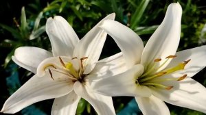 Перовы// Постарели, выглядят плохо, но это не от забот и хлопот//Обзор видео//