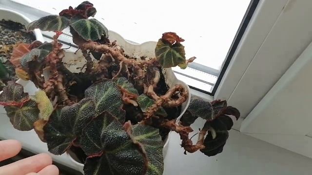 Мои комнатные растения май 2021 года смотреть онлайн