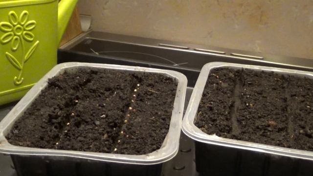 ФИТОТРОН Курдюмова и салат корн смотреть онлайн