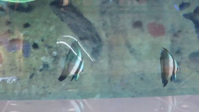 Самый высокий в мире аквариум 2015 год смотреть онлайн