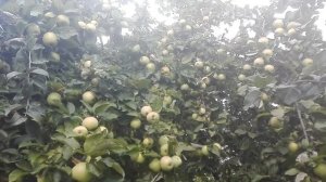 ЯБЛОНЯ ПОЗДНЕЗИМНЯЯ СОРТ БЕЛОРУССКИЙ СИНАП  (РБ) /// БЕЛОРУССКИЙ ГОЛДЕН ДЕЛИШЕС