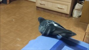 Голубь Баря хочет ногу, а не гулю
