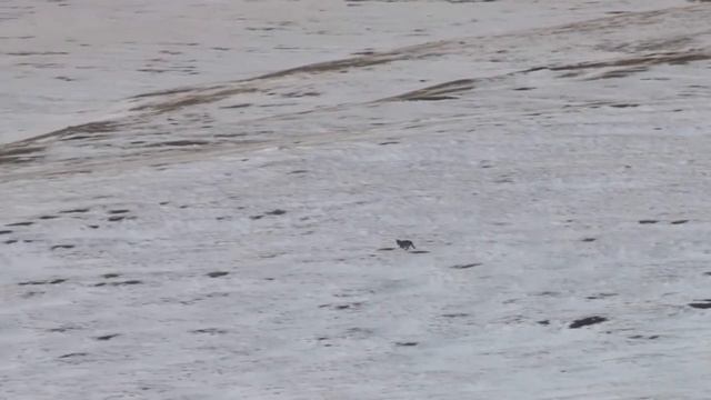 Алтайцы охотники смотреть онлайн