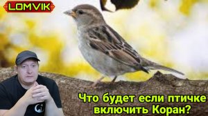 Что будет если птичке включить Коран?