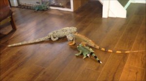 iguana vs toy