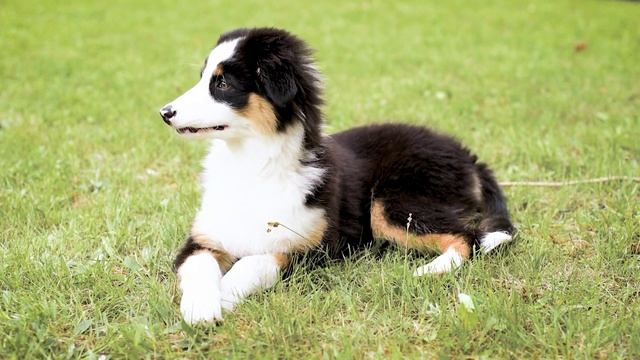 Australian Shepherd: The Pros & Cons of Owning One смотреть онлайн