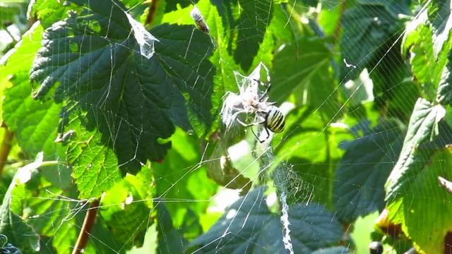Кормёжка дачного паука - 1 смотреть онлайн
